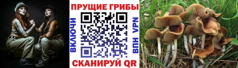продажа наркотиков  Павловская  Псилоцибиновые грибы Psilocybe 